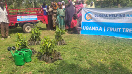 Fruit trees planted as Sadaqah Jariyah providing sustainable food and income