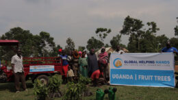 Fruit trees growing in community orchard providing sustainable nutrition