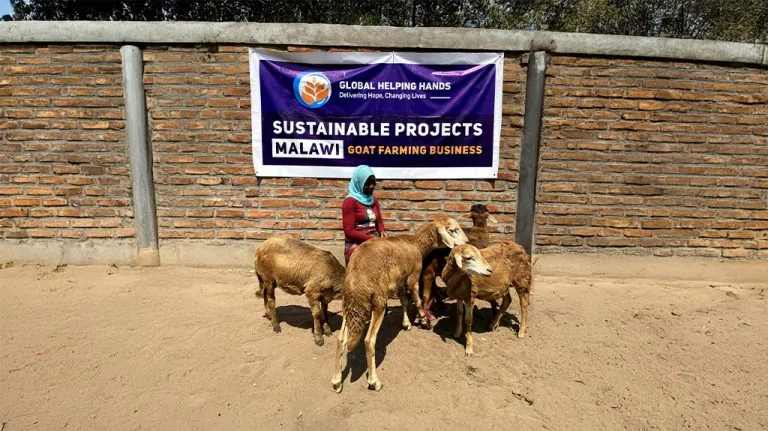 Goat Farming Business photo, 3 of 3