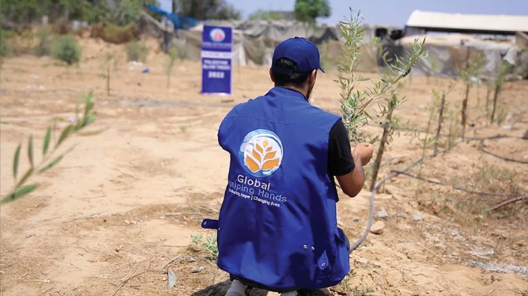 Olive tree planting initiative for sustainable income generation