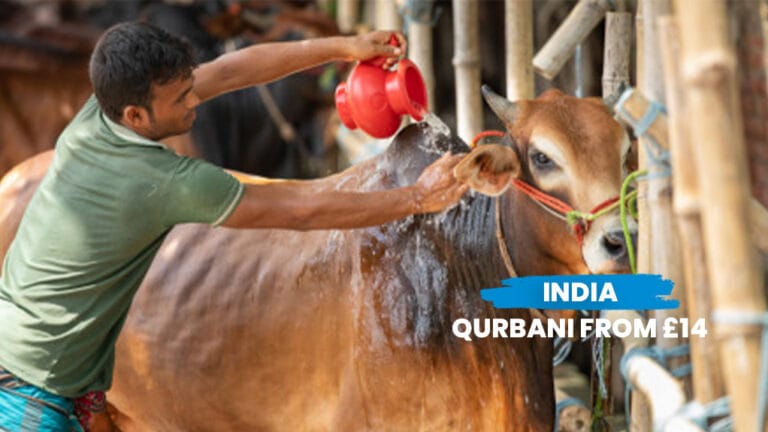 Qurbani livestock or meat distribution scene in India